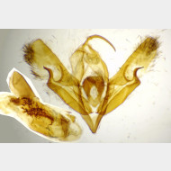 Acronicta psi m