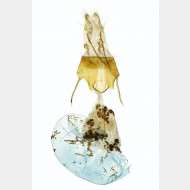 03 Actinotia polyodon w