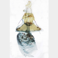 04 Actinotia polyodon w