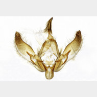01 Agrotis exclamationis m