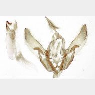 Agrotis segetum m