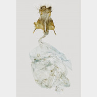 03 Agrotis simplonia w