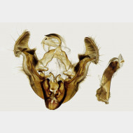 01 Apamea rubrirena m