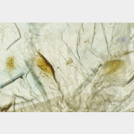 Arctia flavia w signum