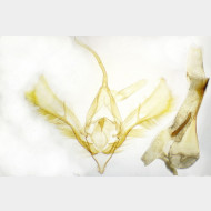 Autographa bractea m