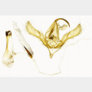 01 Autographa jota m