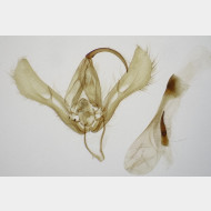 Autographa jota m