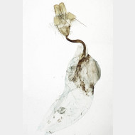 04 Autographa pulchrina w