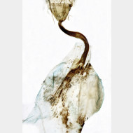 05 Autographa pulchrina w ostium