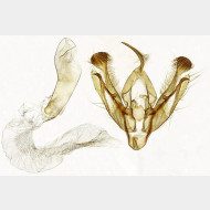 01 Axylia putris m