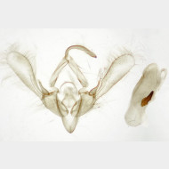 Bryophila raptricula m2