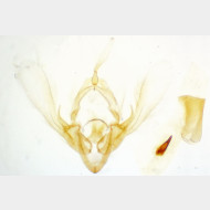 Bryophila raptricula m