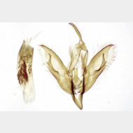 Calliergis ramosa m