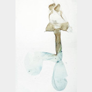 Cerapteryx graminis w