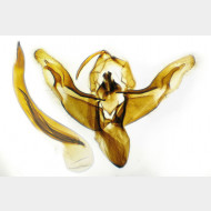 Cerastis leucographa m