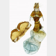 01 Charanyca trigrammica w
