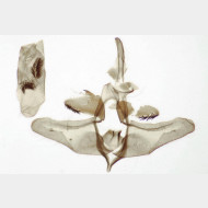 Colocasia coryli m2