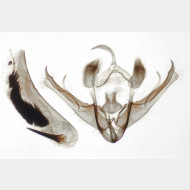 01 Conistra erythrocephala m