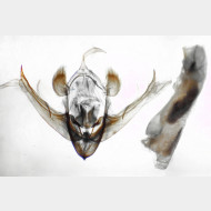 02 Conistra erythrocephala m