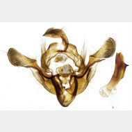 Crypsedra gemmea m