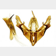 Cucullia prenanthis m