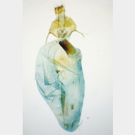 03 Cucullia umbratica w