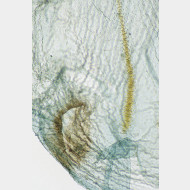 Diarsia brunnea w signum