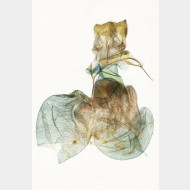 03 Eilema complana w