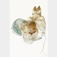 04 Eilema complana m