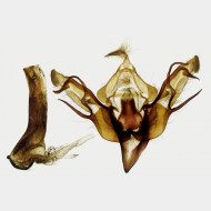 01 Eupsilia transversa m