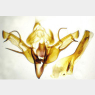 Eupsilia transversa m