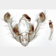 Globia sparganii m
