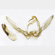 01 Herminia tarsicrinalis m