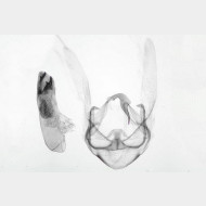 Herminia tarsicrinalis m