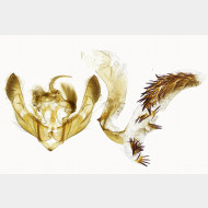 00 Hoplodrina alsinides m