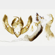 01 Hoplodrina alsinides m