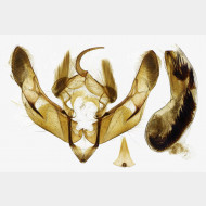 05 Hoplodrina alsinides m