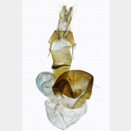 Hoplodrina alsinides w