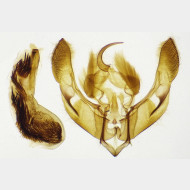 03 Hoplodrina octogenaria m