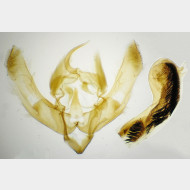 04 Hoplodrina octogenaria m