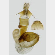 02 Hoplodrina octogenaria w