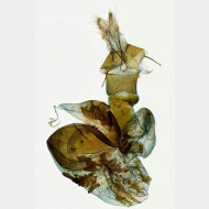 04 Hoplodrina octogenaria w