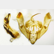 Hoplodrina respersa m