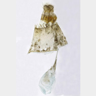 02 Hypena obesalis w