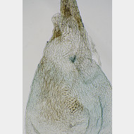 04 Hypena obesalis w signum