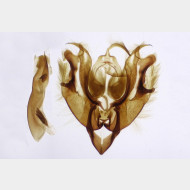 Lacanobia thalassina m