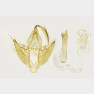 00 Laspeyria flexula m