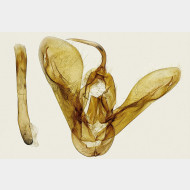 02 Lygephila viciae m