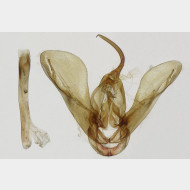 03 Lygephila viciae m