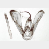Lygephila viciae m
